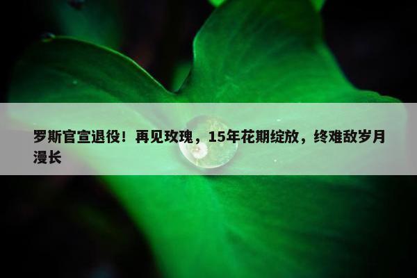 罗斯官宣退役！再见玫瑰，15年花期绽放，终难敌岁月漫长