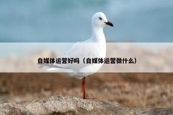 自媒体运营好吗（自媒体运营做什么）