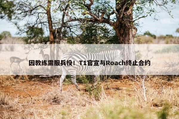 因教练需服兵役！T1官宣与Roach终止合约