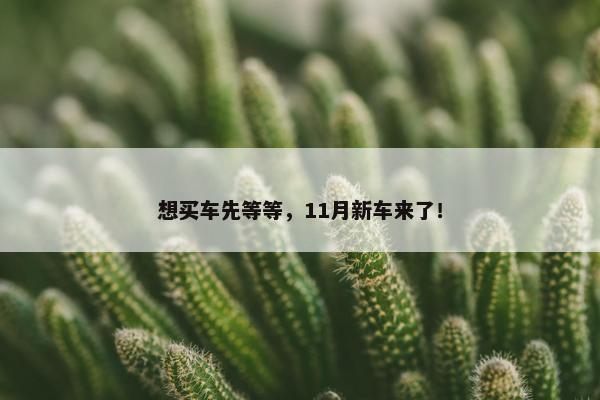 想买车先等等，11月新车来了！